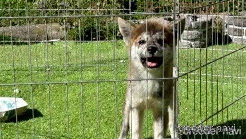 販売中の福岡県のミックス犬-345471の6枚目
